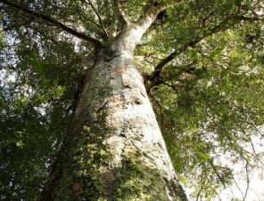 Kauri trees